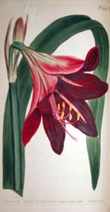 Amaryllis Reginæ or Mexican Lily. 