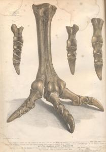Illustration from Mantell’s Atlas of “the bones of the right foot of the Moa, or extinct colossal Ostrich-like bird of New Zealand