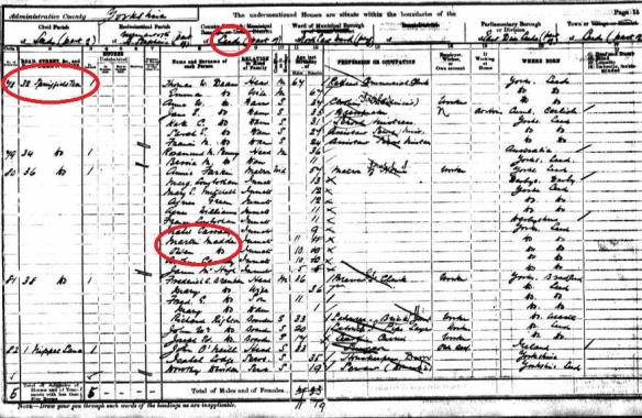 1901 census for Springfield Terrace