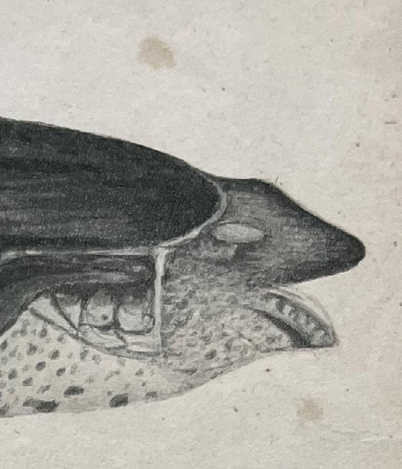 The Chimney Corner: Secret Books from the Secret Library #6 – The ...