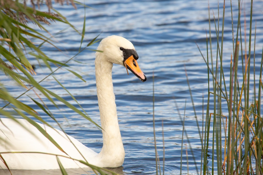 Photograph of a swan, swimming in water.