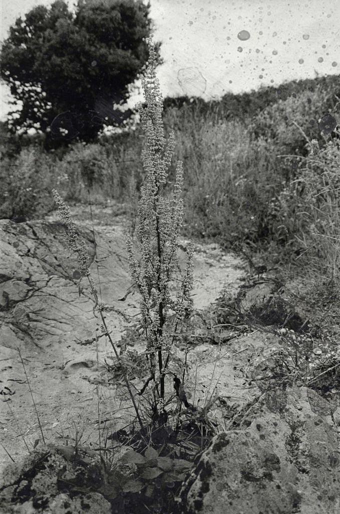 Black and white photograph showing a tree in the distance, plants in foreground and cracked ground. There is some damage to the photograph and spotting at the top of the image.