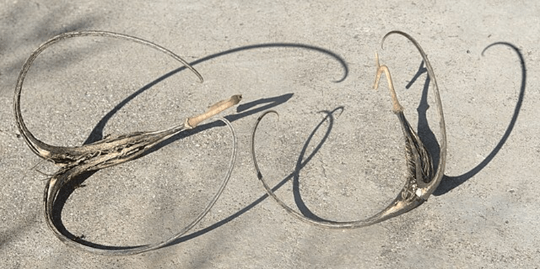 Seed pods of the unicorn plant