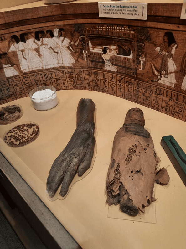 Mummy's hand in the Bagshaw Museum's Egypt gallery