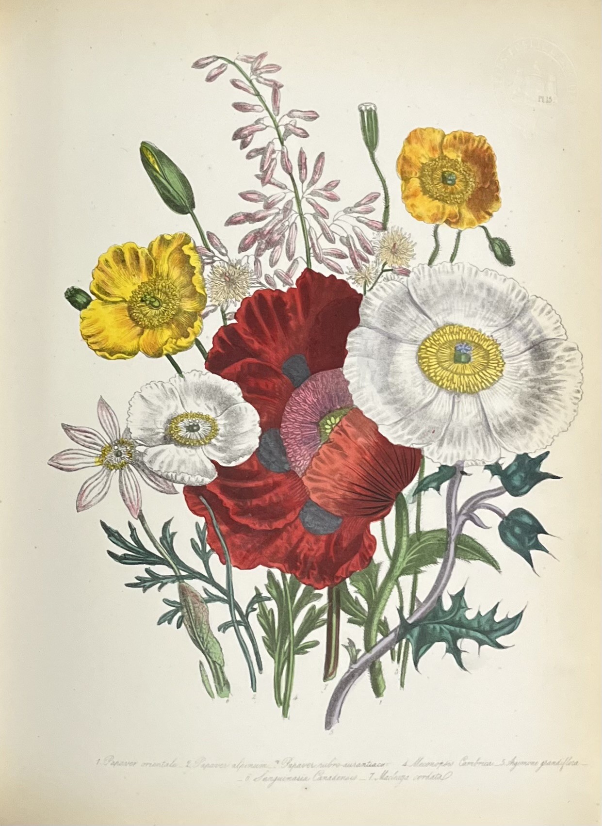 A loose bouquet of flowers, hand illustrated and consisting of red, white and yellow flowers.