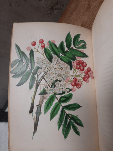 Rebecca Hey's painting of the rowan tree